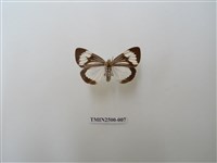 藏品(毛脛蝶燈蛾)的圖片